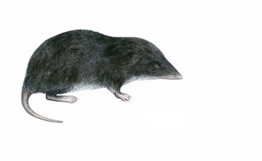 La especie solo habita en la zona limítrofe entre Colombia y Venezuela (municipio de Toledo), en el páramo Tamá.  Ilustración de Orlando Armesto