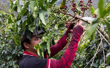 Esta es la primera vez que se reúnen tantos representantes de la cadena de valor del café, de más de 40 países. Archivo