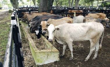 Los brotes de aftosa generaron alerta máxima en 13 municipios y 28 veredas, en donde los animales corren el riesgo de estar contagiados. Colprensa