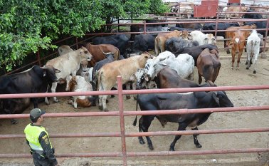 La fiebre aftosa es una enfermedad que no afecta a la salud humana, informó el ICA. Archivo