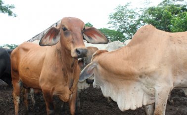 El plan de trabajo comprende sanciones para las personas que ingresen ganado de contrabando, así como para los comerciantes que vendan esta carne. Colprensa