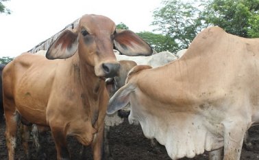 Ganado vacuno. Colprensa