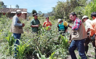 El proyecto de cultivo de mora tuvo un componente relacionado con énfasis en la aplicación de bioinsecticidas y biofungicidas para el control de plagas. Roberto Ospino