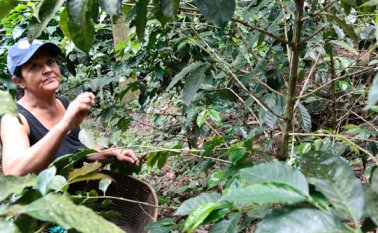 Cortesía para La Opinión