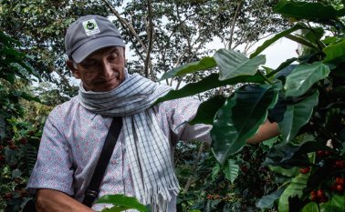 La Federación Nacional de Cafeteros puso en marcha un plan para aumentar la producción del grano, pasando de los 14 millones de sacos. Colprensa