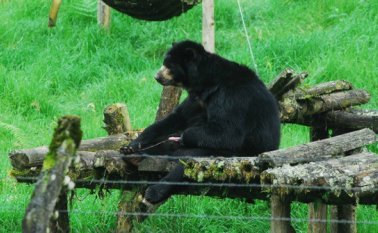 A Chucho ya no es posible devolverlo a la vida silvestre pues ya se acostumbró a los cuidados que recibe y a su hábitat. Colprensa