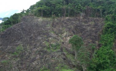 Los principales sitios afectados por la deforestación son Tibú y el Parque Nacional Natural Catatumbo-Bari. Colprensa