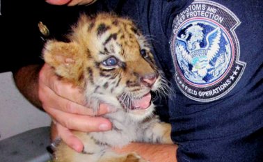 Esta foto del miércoles 23 de agosto del 2017 proporcionada por la Oficina de Aduanas y Protección Fronteriza muestra a un agente que sostiene a un tigre cachorro tras ser confiscado en el cruce fronterizo entre México y Estados Unidos de Otay Mesa, en San Diego. AP