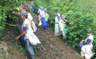 LOS CAFETEROS SEÑALAN que a pesar de los subsidios del Gobierno Nacional, siguen en crisis. colprensa