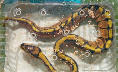 Esta es una de las especies confiscadas, una pitón bola, que tenía como destino Bogotá. Suministrada