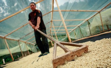 Según un estudio especializado, la producción de café podría bajar un 90% por efectos del clima. Colprensa
