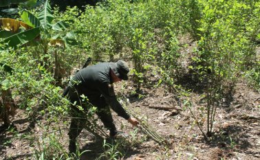 La medida del Gobierno Nacional, de adelantar la erradicación forzada de cultivos ilícitos en Norte de Santander, afecta la firma del acuerdo de sustitución que se cumplió el fin de semana en Tibú. Archivo