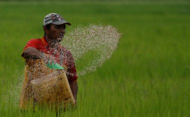 Los arroceros del país y el Ministerio de Agricultura intentaron durante los útimos tres meses encontrar una salida a la crisis económica que afecta a los productores. Colprensa