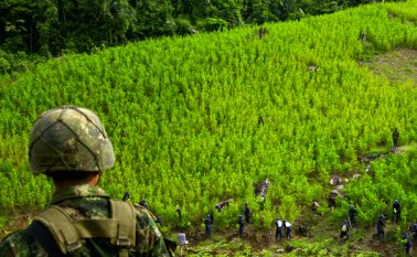 Según el último informe del Sistema Integrado de Monitoreo de Cultivos Ilícitos (Simci) de las Naciones Unidas, Tibú es el segundo municipio de Colombia con la mayor cantidad de coca sembrada. Archivo