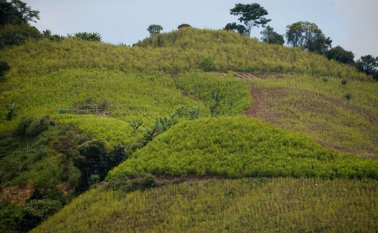 El cronograma de trabajo fue aceptado por la totalidad de los interesados en avanzar en la sustitución voluntaria de las plantaciones. Archivo