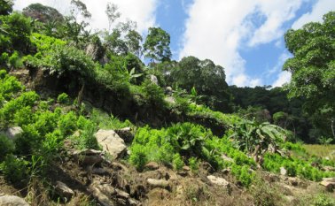 Aunque se entiende que la coca y el negocio que gira en torno al cultivo debe ser extinguido en la región, se enfatiza en que debe procurar hacerse de forma concertada. Archivo
