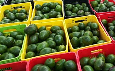Fueron incautados 43 mil 992 kilogramos de aguacate. Policía