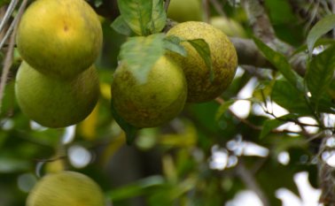 No se informó si la persona que disparó fue detenida.
AFP