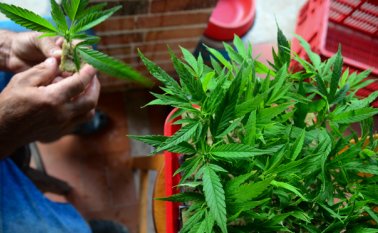 El estudio señala además "una nueva forma de delincuencia" alimentada por "el tráfico a pequeña y gran escala hacia los Estados fronterizos en donde sigue la prohibición". Archivo