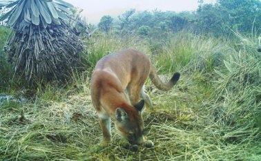 Imagen de un puma concolor lograda con una cámara trampa en zona rural de Toledo. Carlos Cáceres