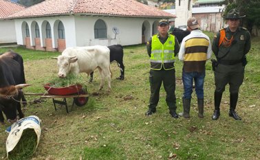 Los animales eran vendidos por un hombre de 28 años. Cortesía