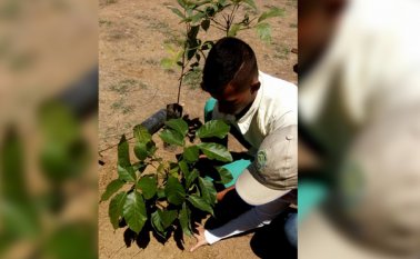 Hoy, 2.000 nuevos árboles se instalarán en la ribera del río Pamplonita para ayudar a la conservación del medio ambiente. ar