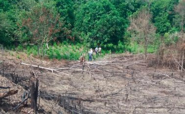 Esta vez, la tala y preparación del suelo sirvió para erradicar los cultivos ilícitos en Caño Indio y La Gabarra. Cortesía