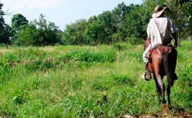 Ilustración campesino. El Universal