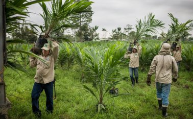 El Plan Colombia Siembra a 2018 prevé que en la producción de palma se incrementen 150.000 nuevas hectáreas en todo el país. Archivo La Opinión