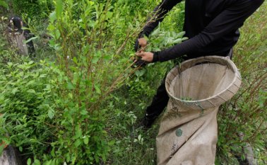 Para la DEA, los responsables son el decrecimiento en la fumigación aérea y manual, y la decisión de cultivadores de bloquear la erradicación manual. Archivo