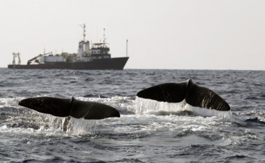 Los propios islandeses consumen poca carne de estos cetáceos. AP