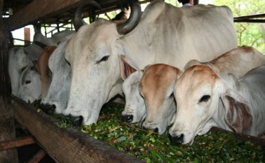 Solo el Instituto Nacional de Salud Agrícola Integral (Insai) de Venezuela podrá autorizar el transporte de ganado, siempre y cuando sea para el abastecimiento local. Archivo