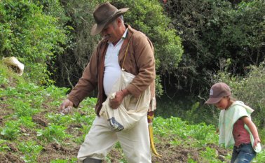 El primer cultivo se adelanta en los predios del agricultor Melitón Vera. Roberto Ospino