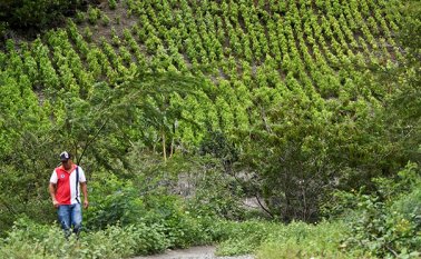 El compromiso del Gobierno es eliminar para 2018 un total de 100.000 hectáreas de coca. Archivo AFP