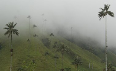 A la fecha, el país registra 190.000 hectáreas de ecosistemas naturales en proceso de restauración. Colprensa