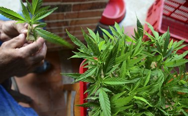 México, Colombia, Chile y Argentina aprobaron leyes que autorizan el cultivo y uso de la marihuana con fines medicinales y científicos. Archivo AFP