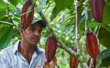 Norte de Santander registró una producción de 1.656 toneladas de cacao en grano y 13.500 hectáreas sembradas, en 2016. Archivo La Opinión