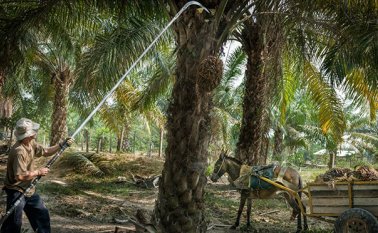 Las empresas ancla del proyecto son Hacienda Las Flores y Palmicultores del Norte. Archivo La Opinión