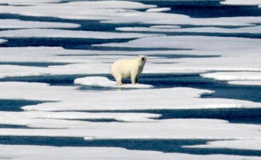 Tras el deshielo, los osos polares suelen descansar entre agosto y noviembre en la isla de Wrangel, en el mar de Chukchi (noreste de Siberia). Archivo | Referencial