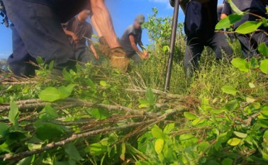 Cultivos ilícitos. Archivo