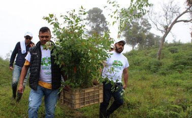 Se escogieron árboles de eucalipto para habilitar las cercas vivas en La Camacha y El Palmar. En la zona se presenta un deslizamiento de tierra en 285 hectáreas. Cortesía