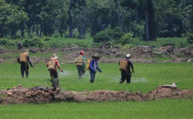 El país alcanzó una producción de 2,9 millones de toneladas de arroz paddy verde y 570.000 hectáreas sembradas, en 2016. La meta ahora es reducir el número de tierras utilizadas en 100.000 hectáreas. Archivo