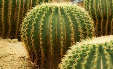 La subespecie Opuntia ficus-indica, cuyas espinas se han logrado eliminar, pero reaparecen si la planta sufre estrés, fue introducida en 26 países, más allá de su área de distribución natural.  Internet