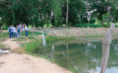 Cultivos de arroz, árboles frutales y peces hay actualmente en la finca Los Caballos que es propiedad del municipio de Cúcuta. Cortesía