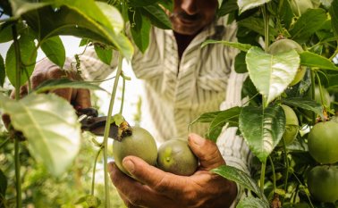 El pimentón es la prioridad número uno de Colombia. Colprensa