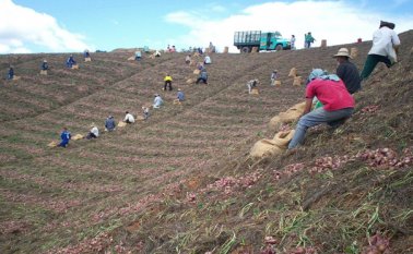 Con este proyecto se espera abrir la comercialización del producto y llegar a más ciudades del país como Bucaramanga. Archivo