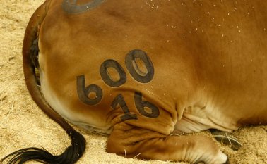 24 toneladas de carne bovina fueron exportadas. Colprensa