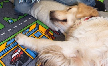 Los precios oscilan entre los 15 y los 66 dólares por noche, dependiendo de si se es miembro del Club Critterati y de la habitación escogida. AFP