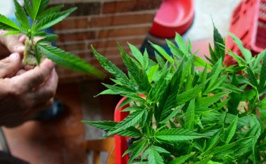 Seis estados permiten actualmente la venta y uso recreativo de la marihuana y otros 29, la capital y varios territorios han legalizado la marihuana para uso medicinal. Archivo