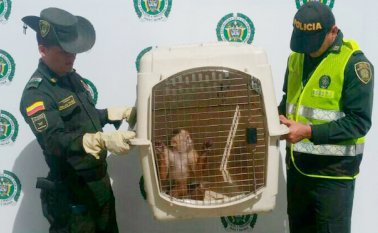 El primate fue dejado a disposición de Corponor, el cual se encargará de rehabilitarlo y determinar si puede ser liberado en su hábitat natural. Policía Nacional